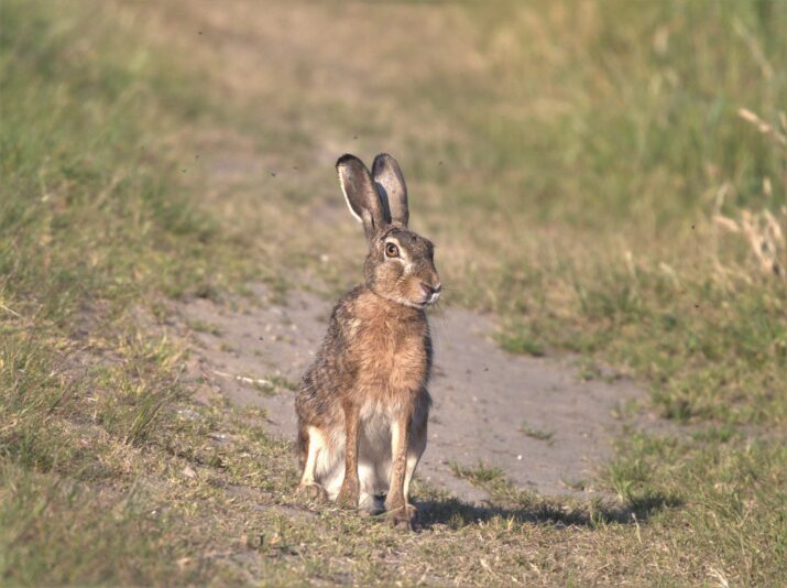 Feldhase