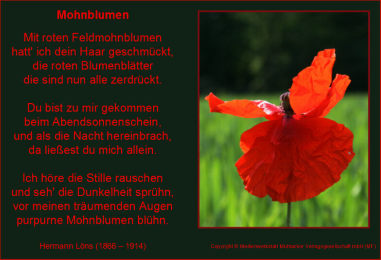 17189-1.jpg Mohnverse a