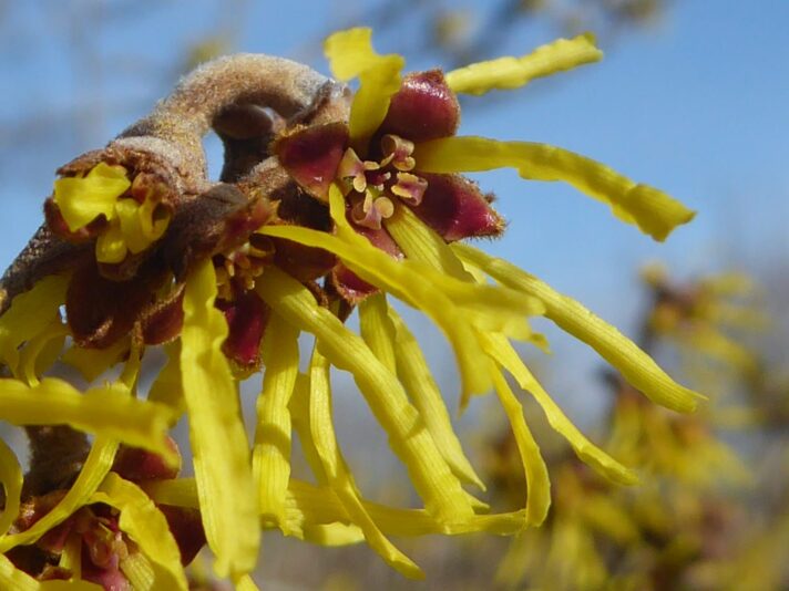 19.2.2022 sa.Spaziergang mit Frozan Frühl. Boten (14)