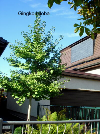 Gingko biloba.