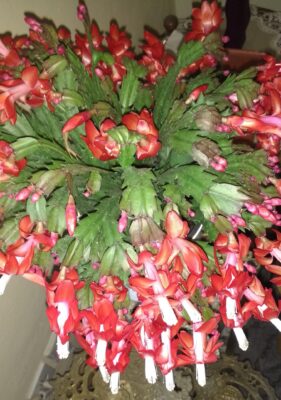 IMG_20201111_102535414