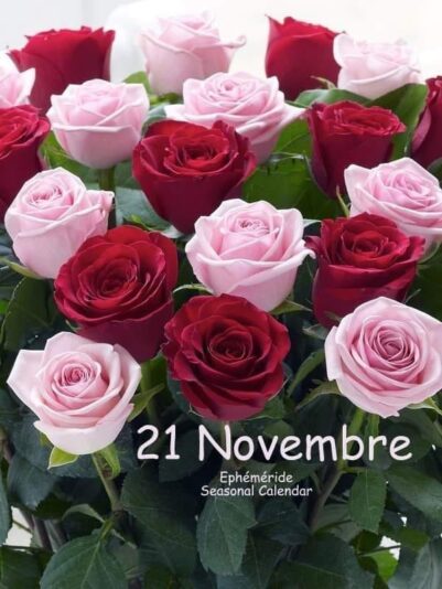 126222546_1011127512719567_1915870749351770427_n