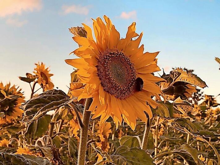 dead283a-d7d4-11ea-9bf3-fe0e1ee6cd00_gallery_detail