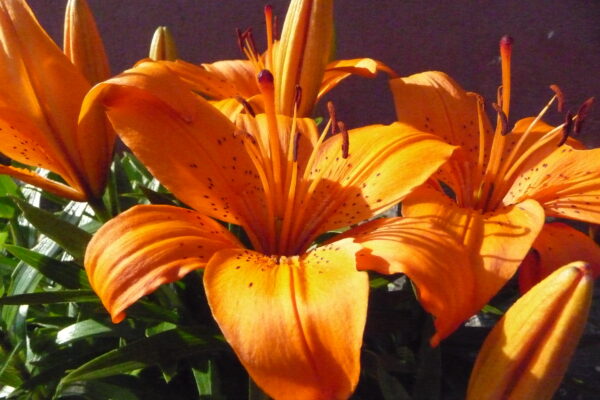 Lilie 2016 06 19 (19)