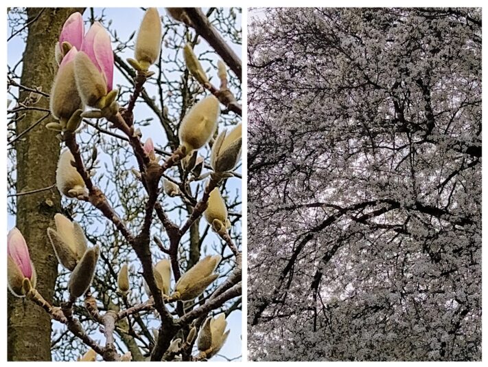 20240227_100651-COLLAGE