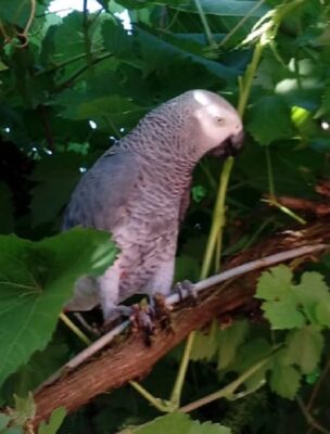 Papagei im Weinstock