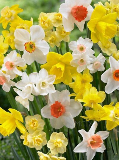 95148201_2604130299824771_2158776998216859648_n