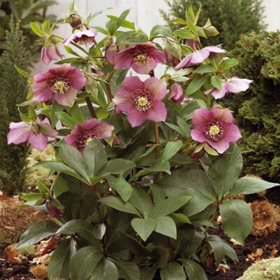 Helleborus-Christrose-Tutu-AP_I
