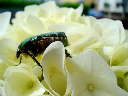 Rosenkäfer auf Hortensie.