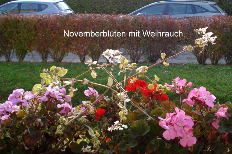 Novemberblüten mit Weihrauch.