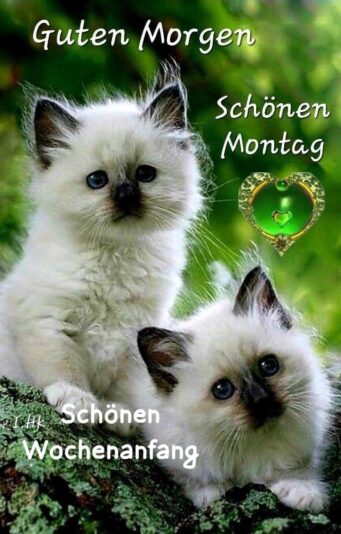 IMG_5045.JPG Montag ---- Katzen
