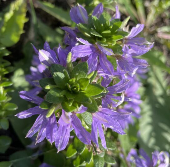 72B3BCF6-D3B5-408A-833D-41DB5C136C0E