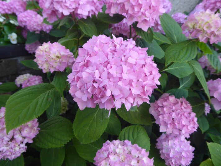 12.6.2022 bis 23. 6. Weeze (178)