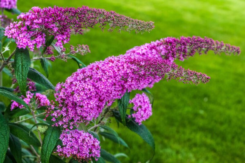 buddleja-davidii-1200-sommerflieder-adobestock-pavel-sergiychuk-214952701