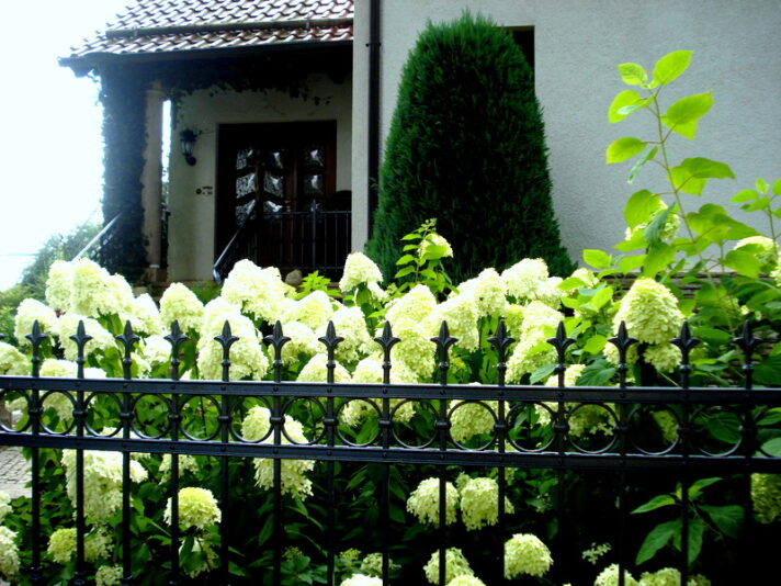 Gartenhortensien Eschenstübel