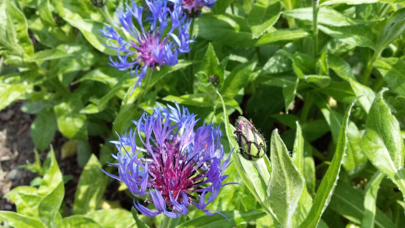 Kornblume 2016 05 18 (12)