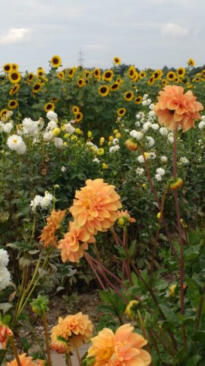 IMG_20200923_123017843