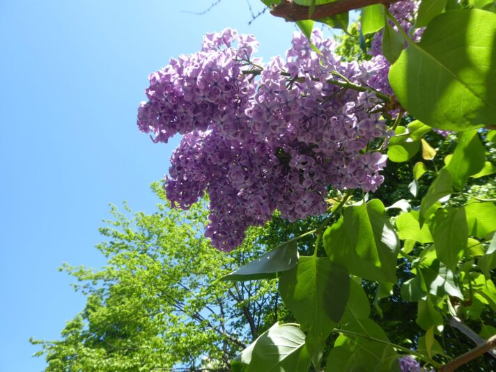 5.5. bis 9.5. Berlin bei B&B&B 8.5.Muttertag (398)