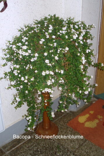 Bacopa - Schneeflockenblume