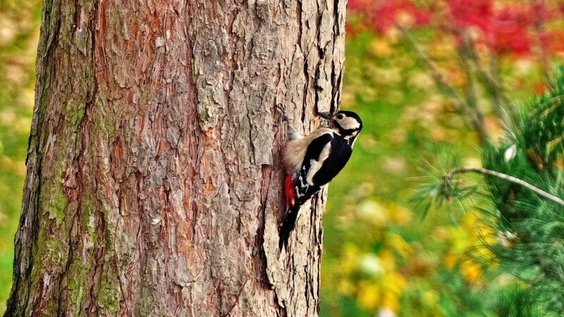 Woodpecker