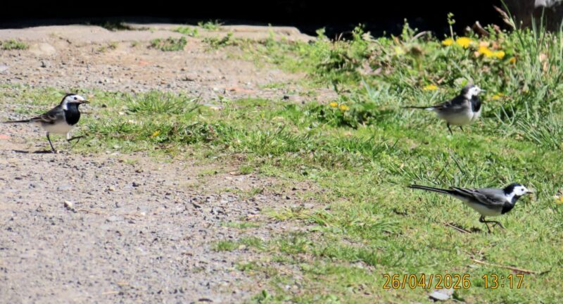 IMG_8008