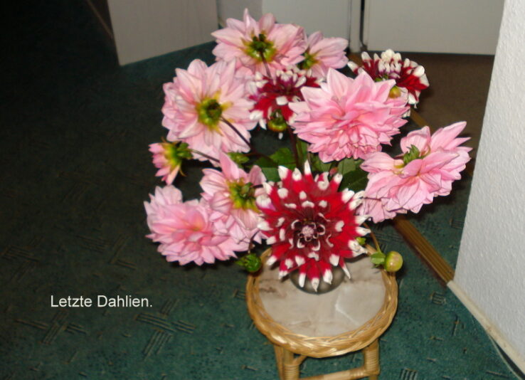 Letzte Dahlien.