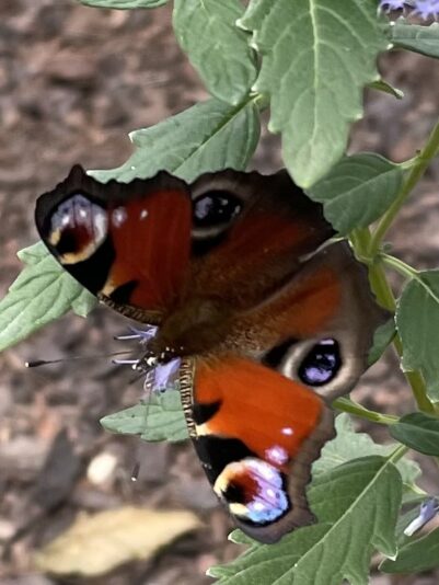 D8A6362D-38D5-412D-9667-E5FE1D950F0D