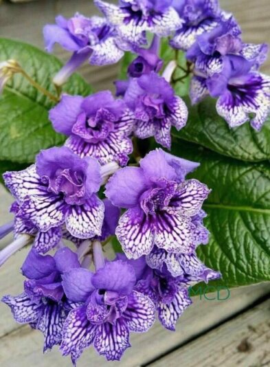 202327793_2934990813405383_6262732318038122991_n