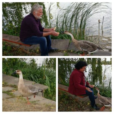 20180924_163256-COLLAGE