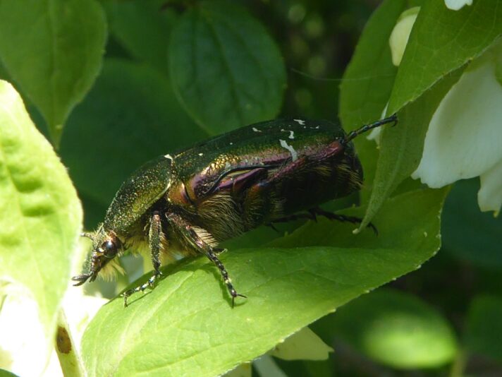11.6.2021 Freitag bei Karin... (101)
