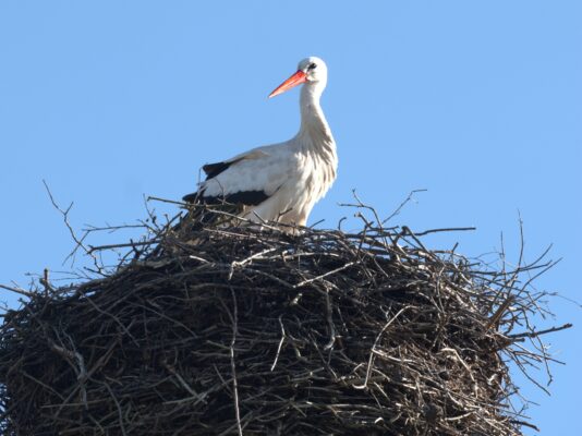 Storch26
