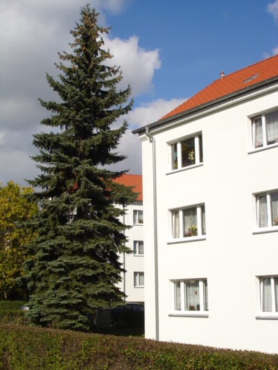 Unsere Wohnung und meine Blaufichte