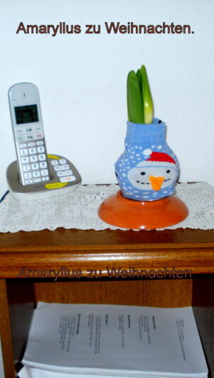 Amaryllus zu Weihnachten.