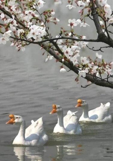 176840154_474179107244336_8440826721337827924_n