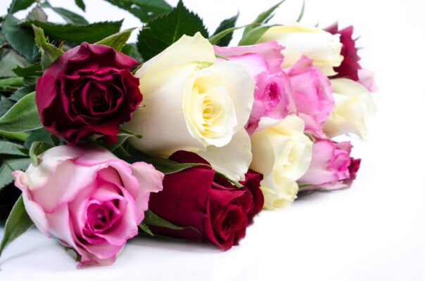 flowers-rose-1391866687z1a