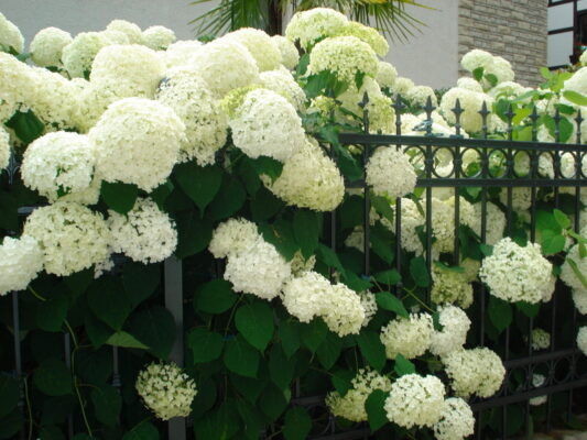 Hortensien am Eschenstübel 25-07-2021