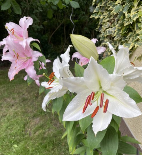 BFE5983A-EE35-4B66-B06B-64B77836B325