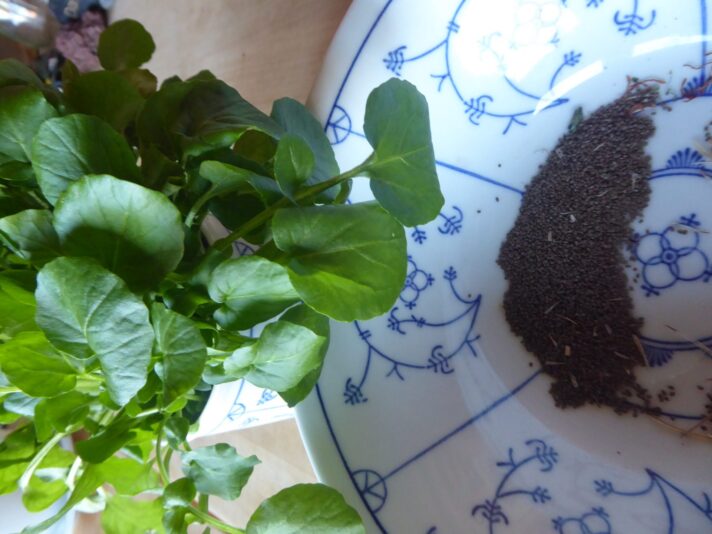 15.1.2022 Barbara Kraut Winterkresse (32)