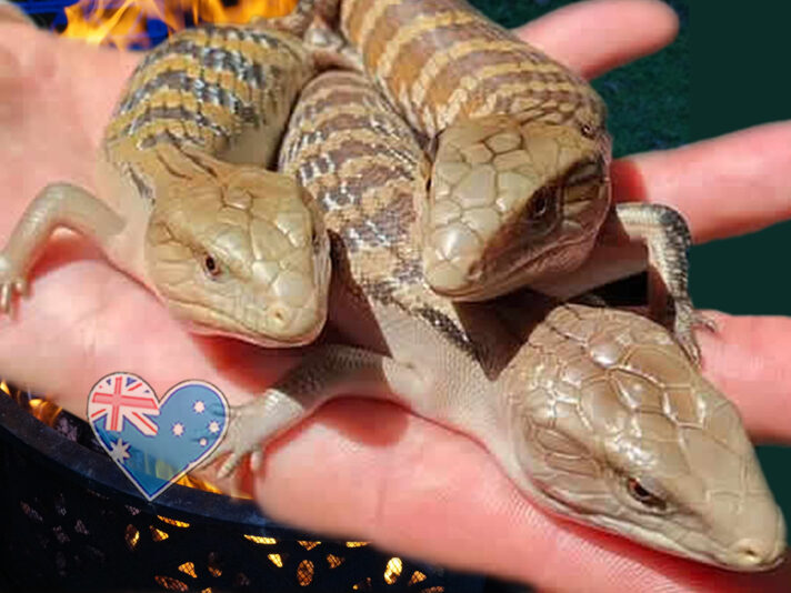 Blauzunger in heisser Asche