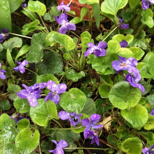 Veilchen 5.4.21.jpeg 1