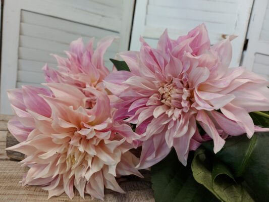 456668753_844911471074971_5171716236557280184_n (1)