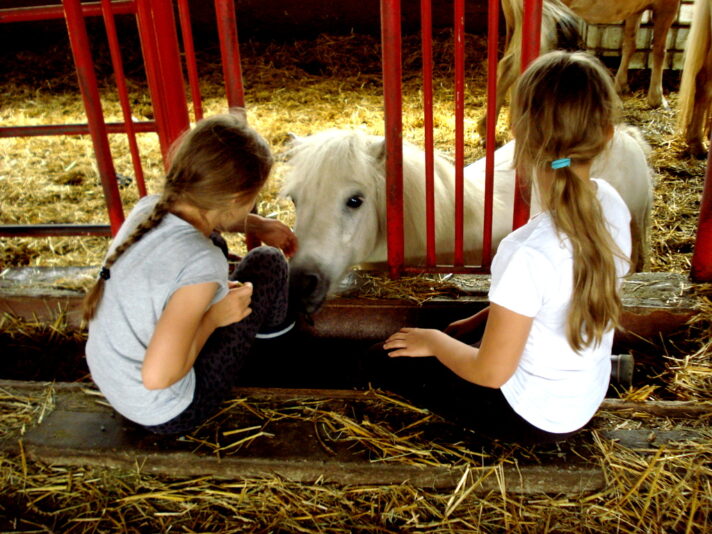 Pony für die Kinder zum Reiten.