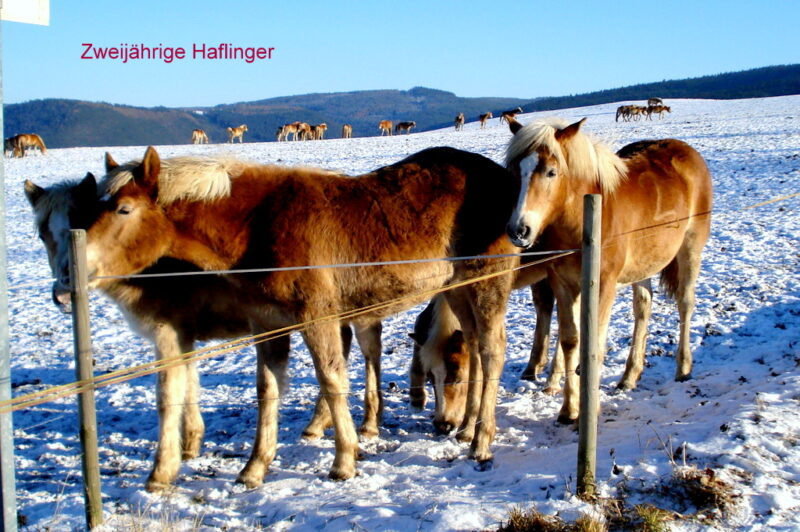 Zweijährige Haflinger