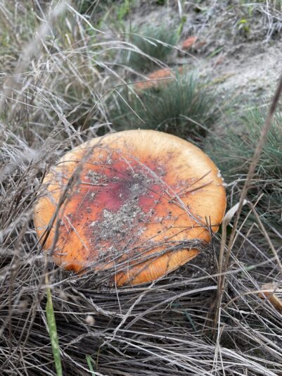 CEBC8640-4AF3-4C97-9565-8FFF42418387