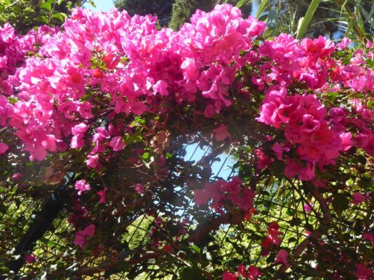 21.11.2021 Buconvilla Madera (664)