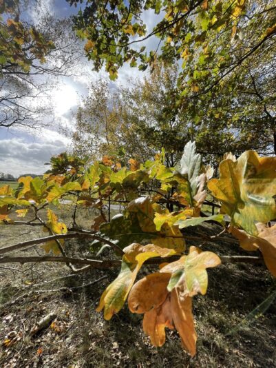 1C00F174-4C1A-458B-ABE0-657CC0175DD3