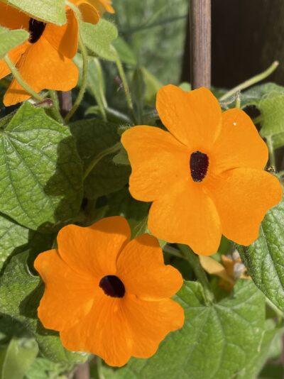 79DFB150-CA57-447D-817F-E3DBFE5E42D7