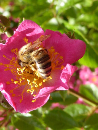 Biene in Mozartrose (8)