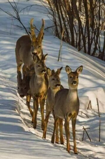 136076476_1083153598816661_3377051956859687779_n