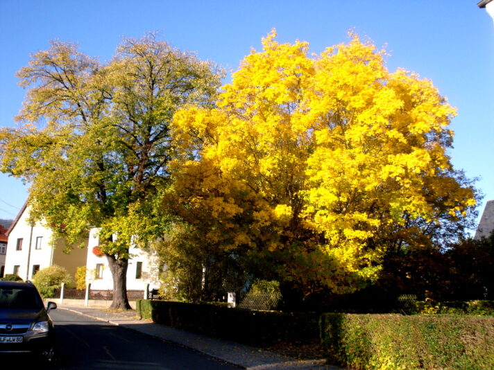Goldener Herbst , Temperaturen etwa 20 Grad.